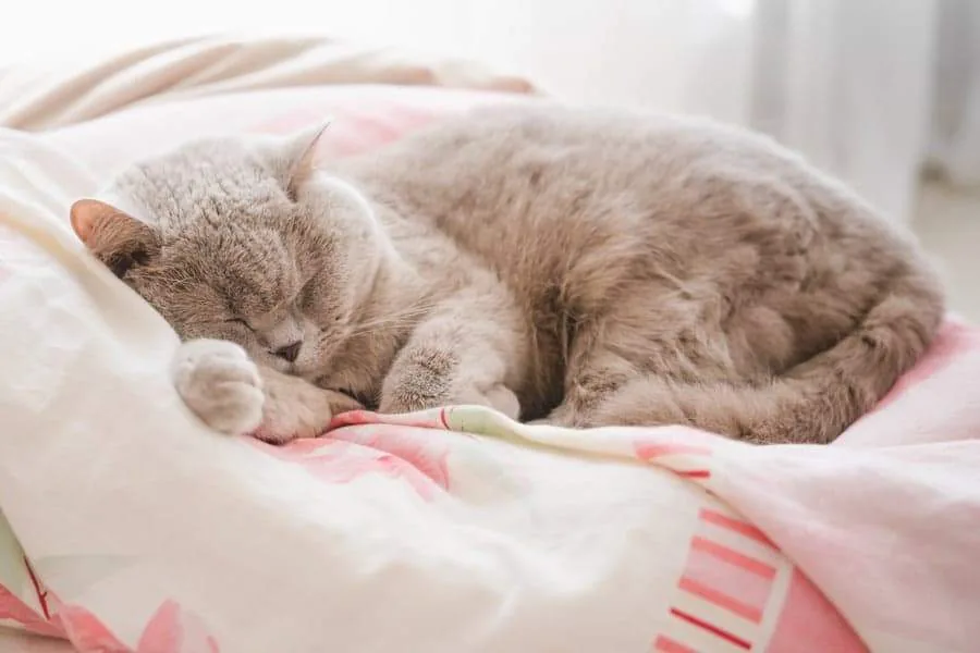 cat-sleeping-2022-09-14-05-11-17-utc (1)